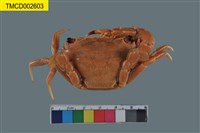 藏品(達氏短槳蟹)的圖片